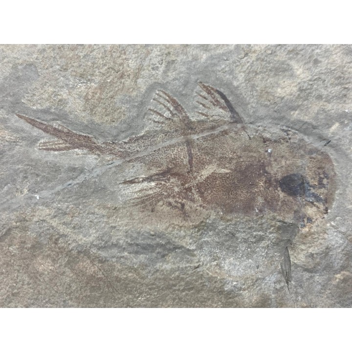 CHIMERA:  Echinochimaera meltoni - Mississippian - Heath Fmt - Bear Gulch Member - Fergus County, Montana, USA