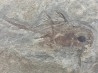 CHIMERE:  Echinochimaera meltoni - Mississippian - Heath Fmt - Bear Gulch Member - Fergus County, Montana, USA