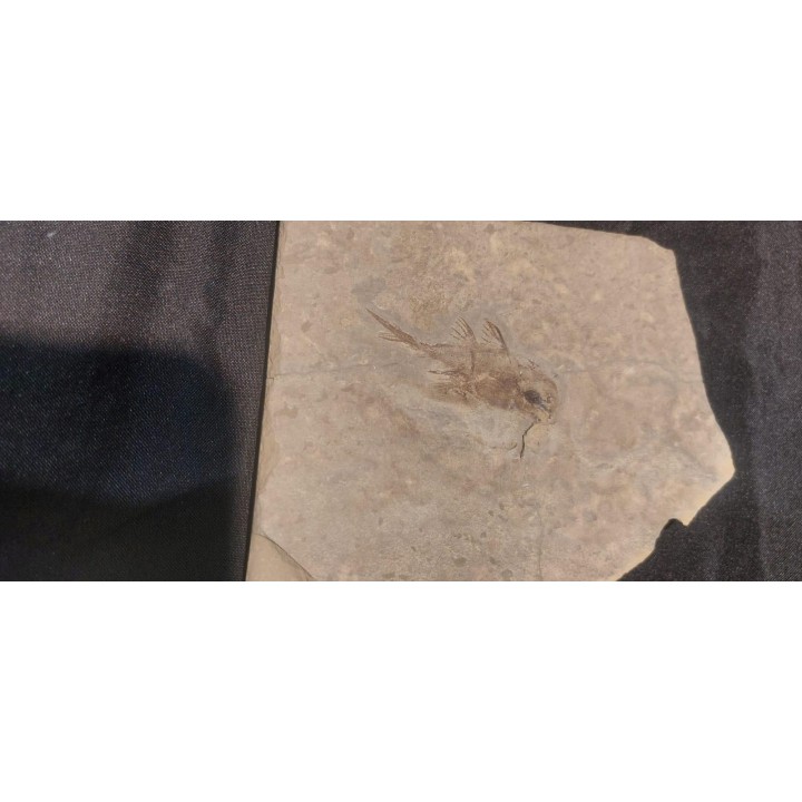 CHIMERA:  Echinochimaera meltoni - Mississippian - Heath Fmt - Bear Gulch Member - Fergus County, Montana, USA