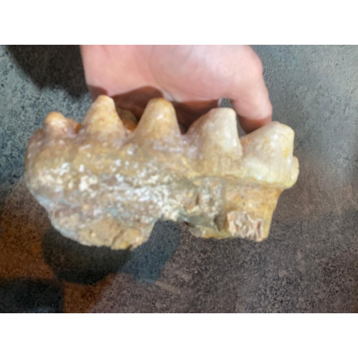 dent de Mastodonte  GOMPHOTHERIIDES   ANANCUS ARVENENSIS  Pléistocène   Jura, FRANCE