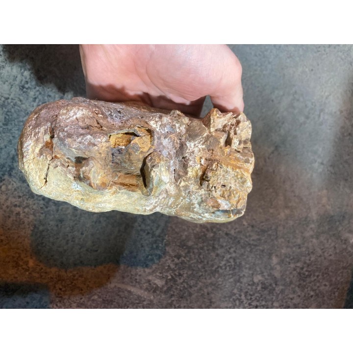 dent de Mastodonte  GOMPHOTHERIIDES   ANANCUS ARVENENSIS  Pléistocène   Jura, FRANCE