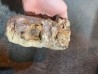 dent de Mastodonte  GOMPHOTHERIIDES   ANANCUS ARVENENSIS  Pléistocène   Jura, FRANCE