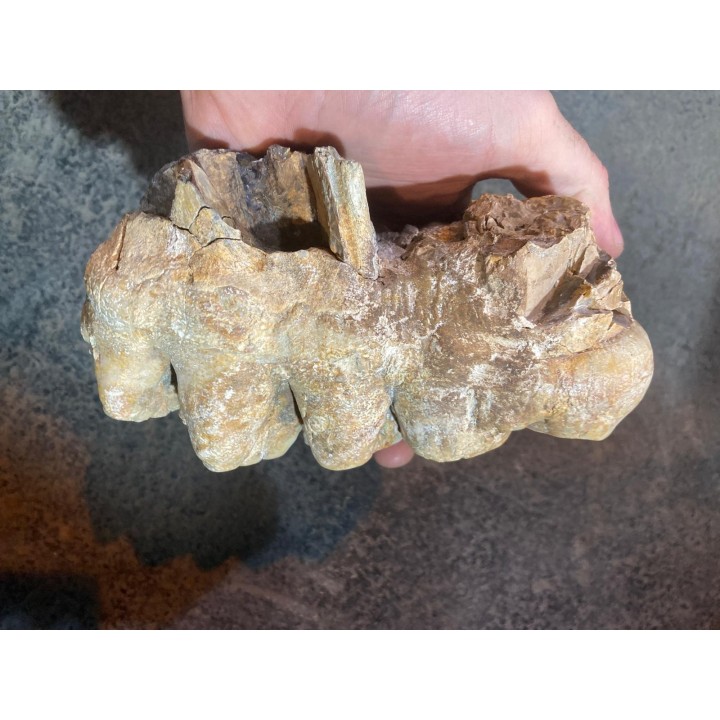 dent de Mastodonte  GOMPHOTHERIIDES   ANANCUS ARVENENSIS  Pléistocène   Jura, FRANCE