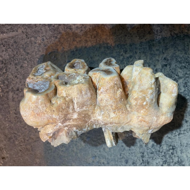 dent de Mastodonte  GOMPHOTHERIIDES   ANANCUS ARVENENSIS  Pléistocène   Jura, FRANCE