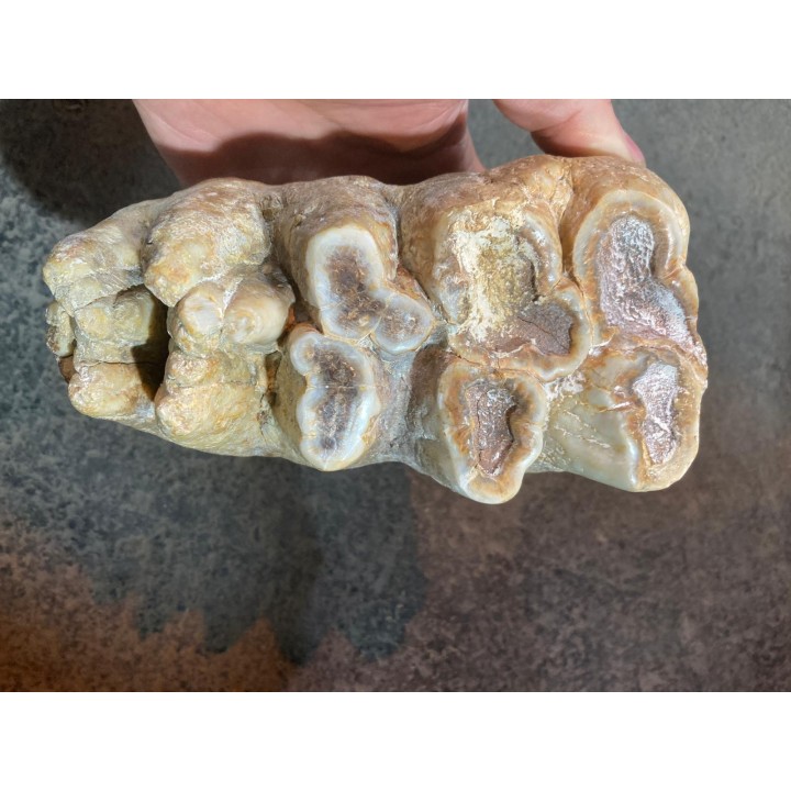 dent de Mastodonte  GOMPHOTHERIIDES   ANANCUS ARVENENSIS  Pléistocène   Jura, FRANCE