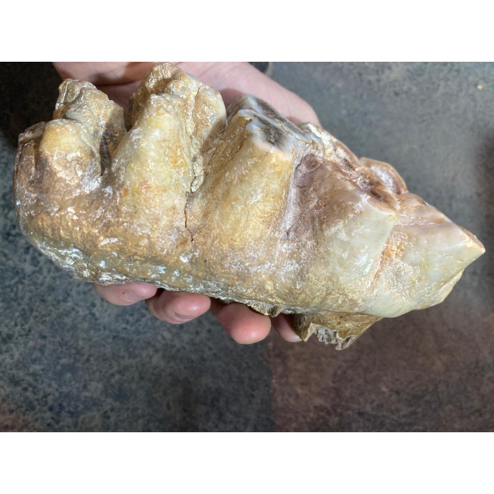 dent de Mastodonte  GOMPHOTHERIIDES   ANANCUS ARVENENSIS  Pléistocène   Jura, FRANCE