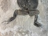 CRAPAUD : Bufo bufo - Tortonian, Miocène - Saint Bauzile, massif du Coiron Ardèche, France