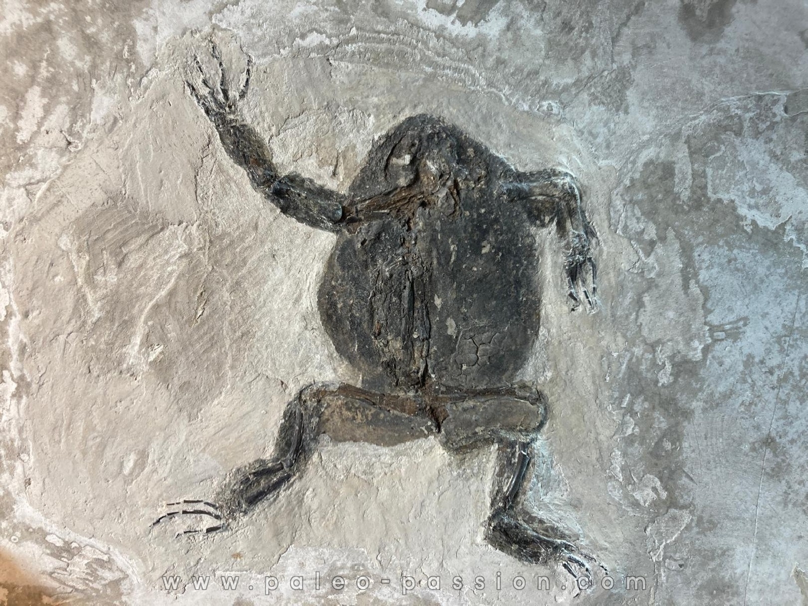 CRAPAUD : Bufo bufo - Tortonian, Miocène - Saint Bauzile, massif du Coiron Ardèche, France