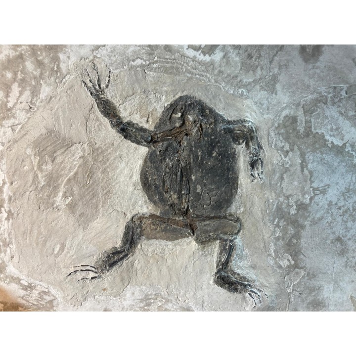 CRAPAUD : Bufo bufo - Tortonian, Miocène - Saint Bauzile, massif du Coiron   Ardèche, France