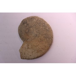 Neocomites neocomiensiformis - Valanginian - Herault - France