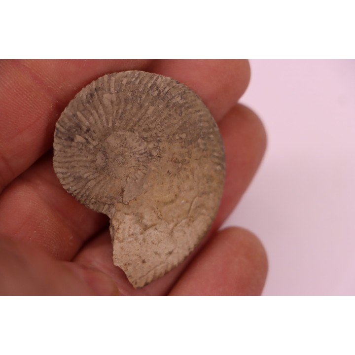 Neocomites neocomiensiformis - Valanginian - Herault - France
