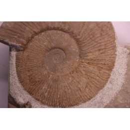 Tirnovella alpillensis  Berriasien  Gard - France