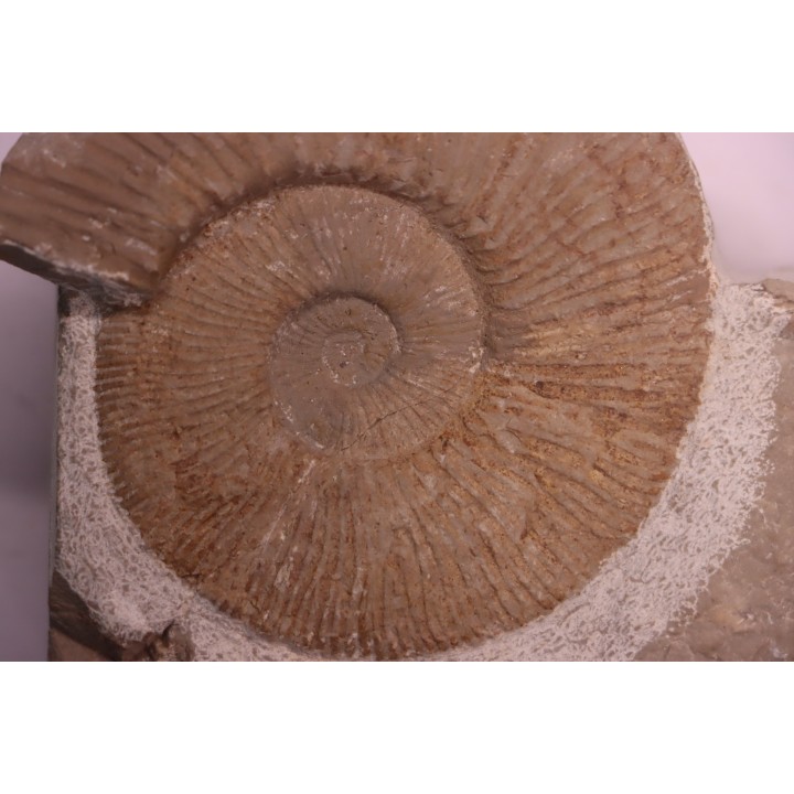 Tirnovella alpillensis  Berriasien  Gard - France