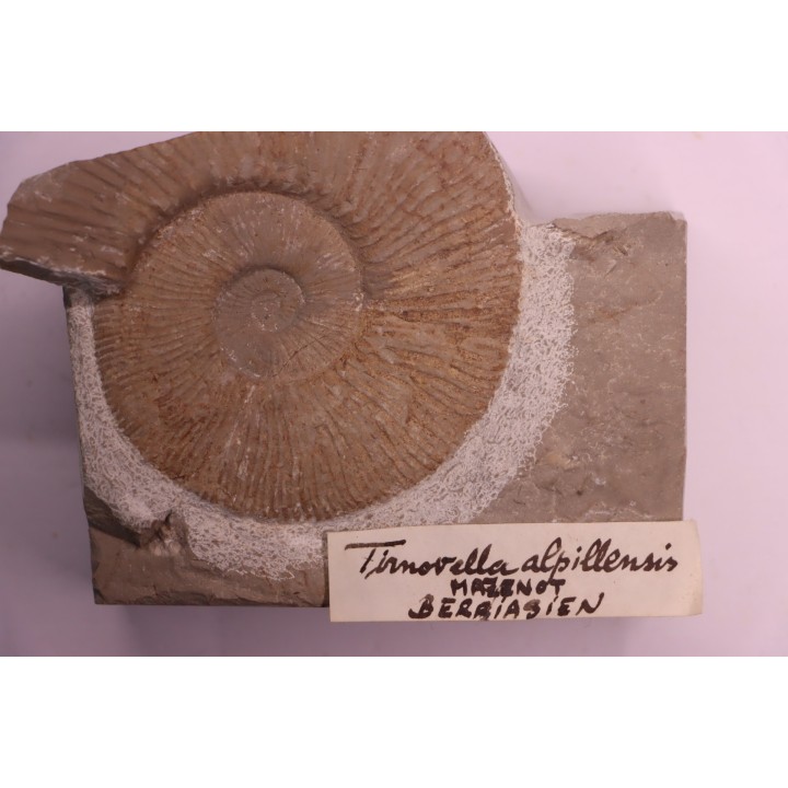 Tirnovella alpillensis  Berriasien  Gard - France
