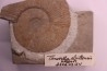 Tirnovella alpillensis  Berriasien  Gard - France
