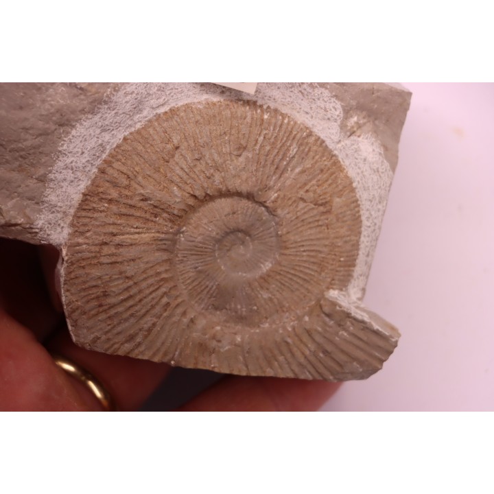 Tirnovella alpillensis  Berriasien  Gard - France