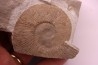 Tirnovella alpillensis  Berriasien  Gard - France