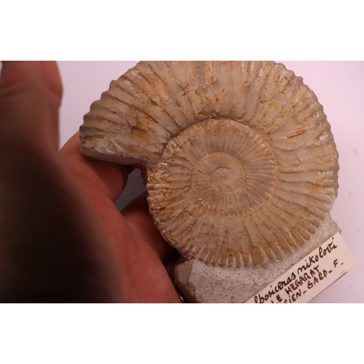 Malbosiceras nikolorti  Berriasien   Gard - France