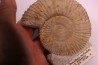 Malbosiceras nikolorti  Berriasien   Gard - France