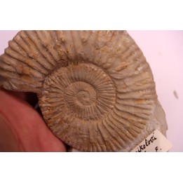 Malbosiceras nikolorti  Berriasien   Gard - France