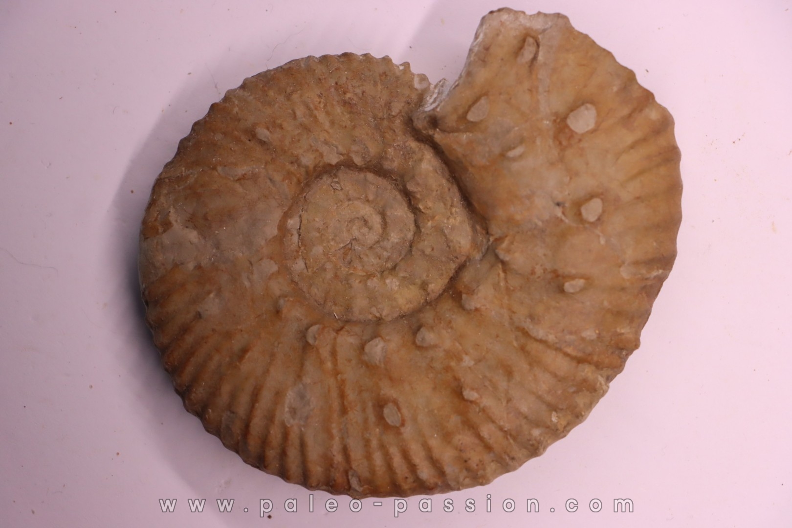 MAZENOTICERAS CURELENSE Berriasien La Cadiere, 30 - FRANCE