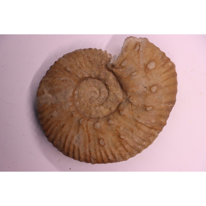 MAZENOTICERAS CURELENSE  Berriasien  La Cadiere, 30 - FRANCE