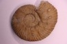 MAZENOTICERAS CURELENSE Berriasien La Cadiere, 30 - FRANCE