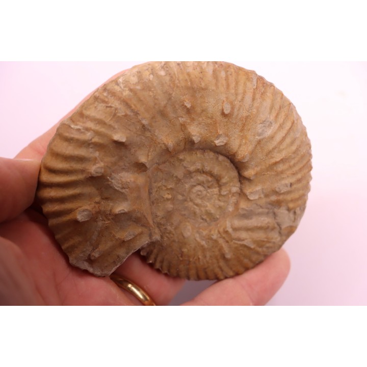 MAZENOTICERAS CURELENSE  Berriasien  La Cadiere, 30 - FRANCE
