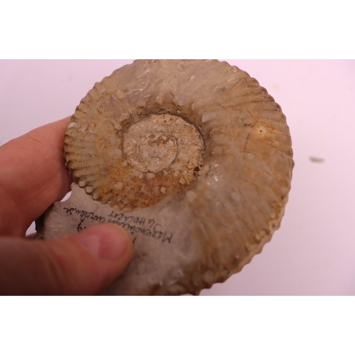 MAZENOTICERAS CURELENSE  Berriasien  La Cadiere, 30 - FRANCE
