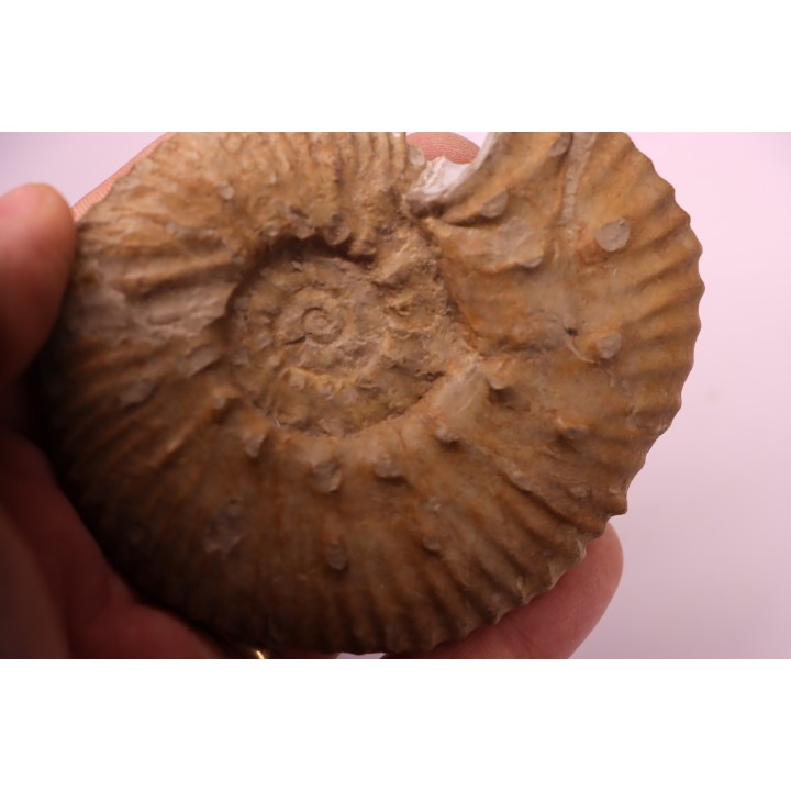 MAZENOTICERAS CURELENSE  Berriasien  La Cadiere, 30 - FRANCE