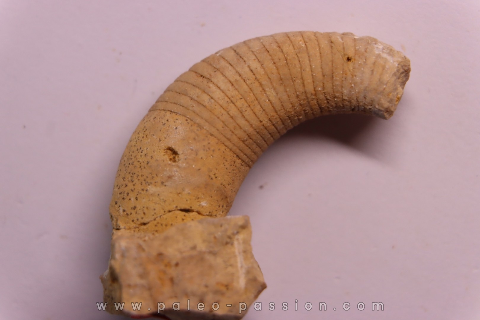 Beloitoceras plebeium Middle ordovicien Grand Detour formation Rock Co., Wisconsin, USA