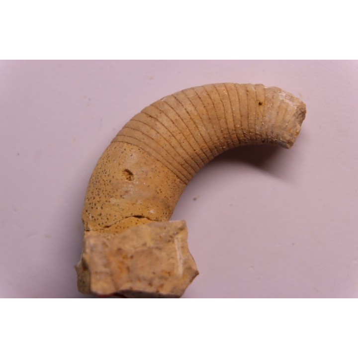 Beloitoceras plebeium  Middle ordovicien  Grand Detour  formation  Rock Co., Wisconsin, USA