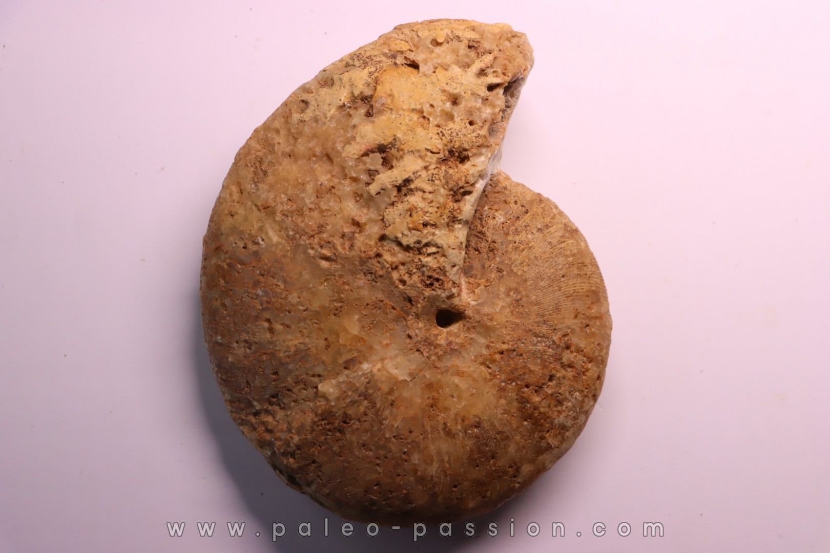 RARE !!!!! Calliphylloceras disputabile var. heterophylloides - bajocien - Saint Vigor -14 - FRANCE