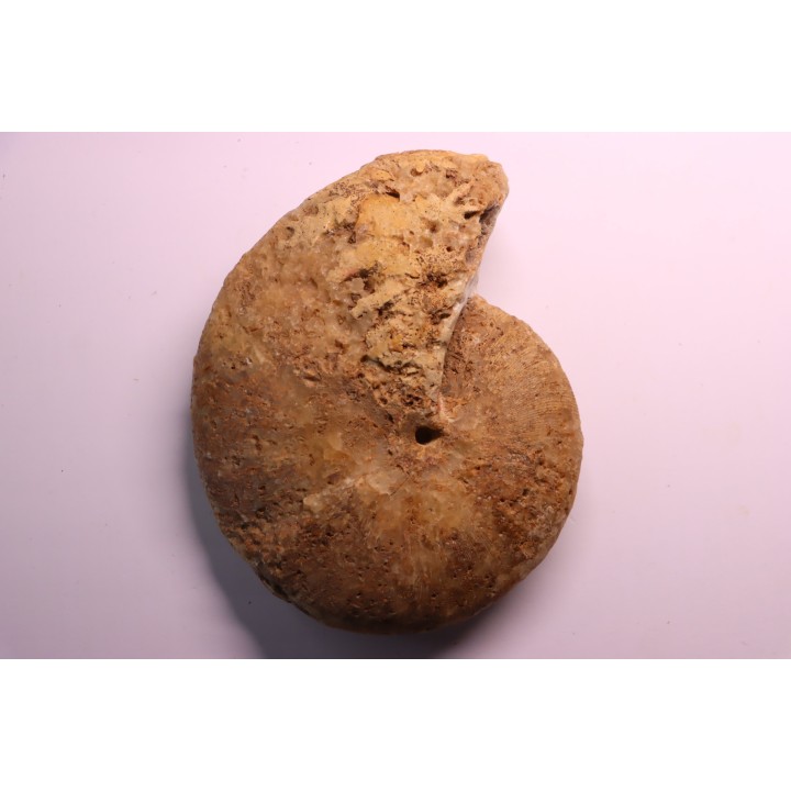 RARE !!!!! Calliphylloceras disputabile var. heterophylloides - bajocien - Saint Vigor -14 - FRANCE