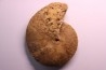 RARE !!!!! Calliphylloceras disputabile var. heterophylloides - bajocien - Saint Vigor -14 - FRANCE