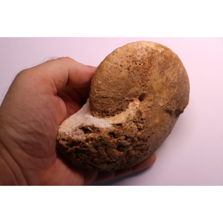 RARE !!!!! Calliphylloceras disputabile var. heterophylloides - bajocien - Saint Vigor -14 - FRANCE