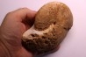 RARE !!!!! Calliphylloceras disputabile var. heterophylloides - bajocien - Saint Vigor -14 - FRANCE