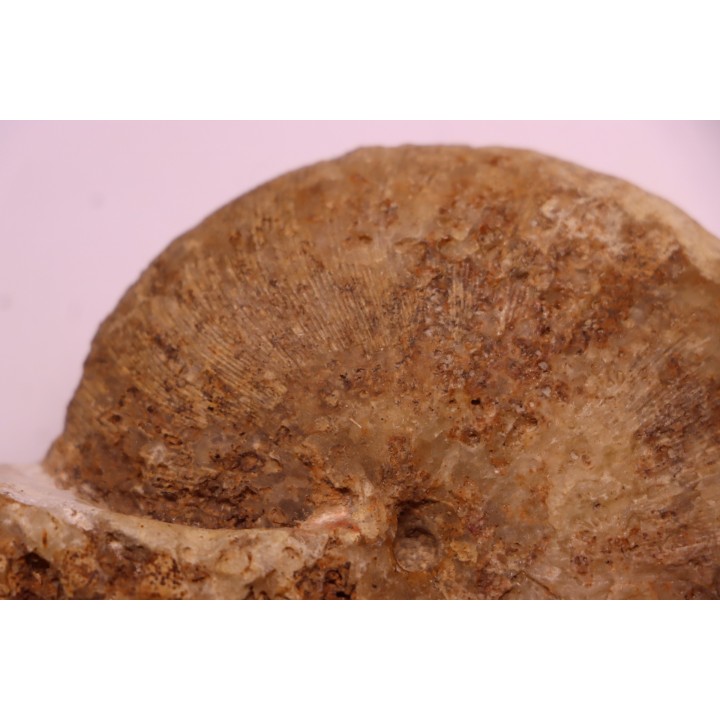 RARE !!!!! Calliphylloceras disputabile var. heterophylloides - bajocien - Saint Vigor -14 - FRANCE