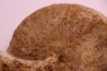 RARE !!!!! Calliphylloceras disputabile var. heterophylloides - bajocien - Saint Vigor -14 - FRANCE