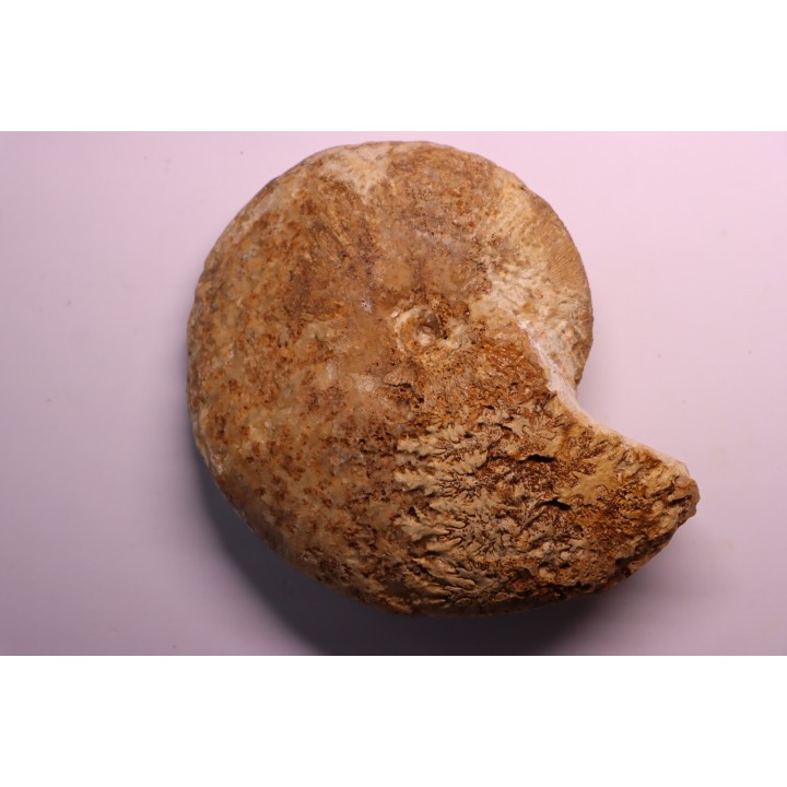 RARE !!!!! Calliphylloceras disputabile var. heterophylloides - bajocien - Saint Vigor -14 - FRANCE