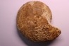 RARE !!!!! Calliphylloceras disputabile var. heterophylloides - bajocien - Saint Vigor -14 - FRANCE