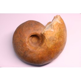 Fagesia peroni    Turonien moyen  Betioky – MADAGASCAR