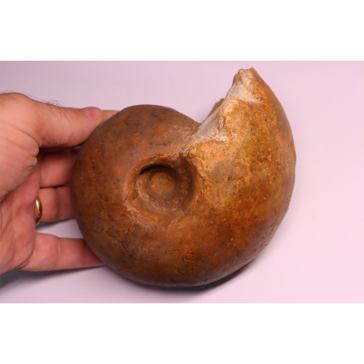 Fagesia peroni    Turonien moyen  Betioky – MADAGASCAR
