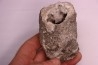 CORAL calcite geode - Oxfordian  - Liesberg quarry, Switzerland