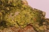 Pyromorphite and Crocoite Fillon "Le Cantonnier", NONTRON (24) FRANCE