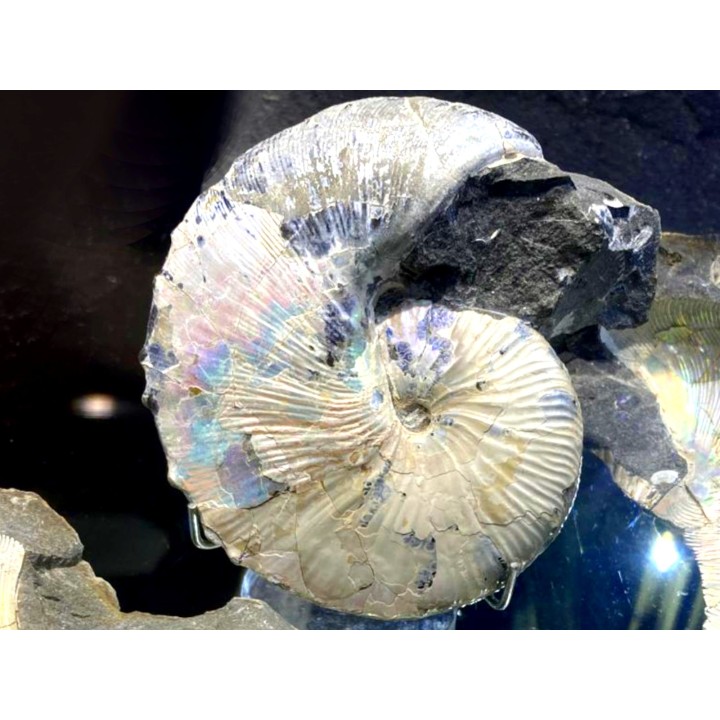 Discoscaphites conradi  Maestrichtien  Fox Hill formation  Wyoming - USA