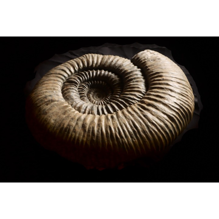 Dorsoplanites primus -  Tithonien - Wimereux, Pas de Calais - FRANCE
