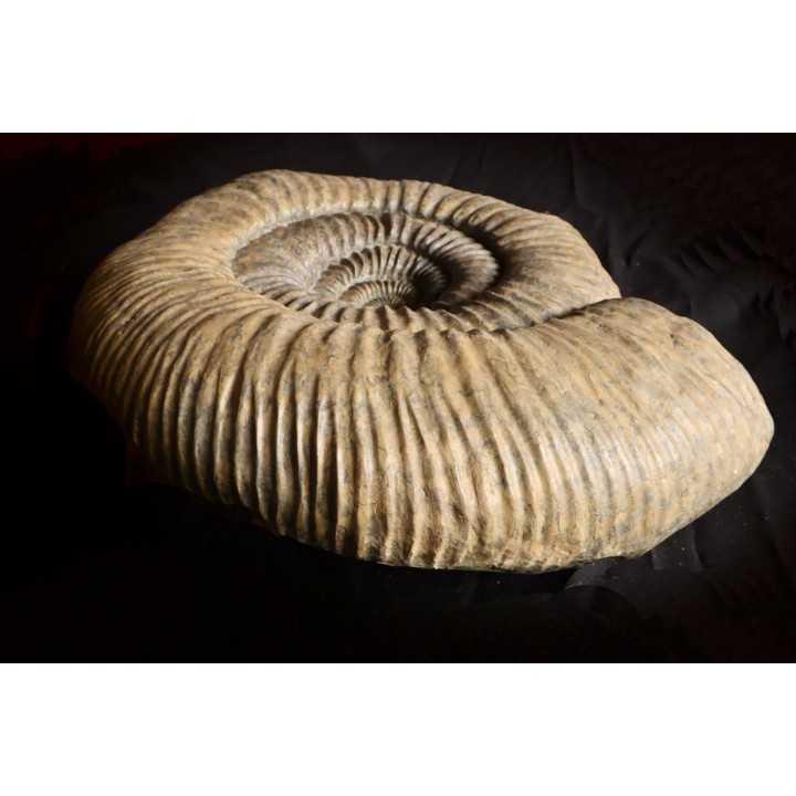 Dorsoplanites primus -  Tithonien - Wimereux, Pas de Calais - FRANCE