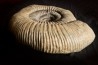 Dorsoplanites primus - Tithonien - Wimereux, Pas de Calais - FRANCE