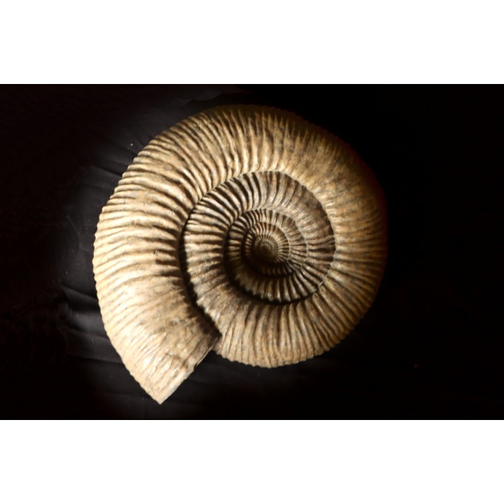 Dorsoplanites primus -  Tithonien - Wimereux, Pas de Calais - FRANCE